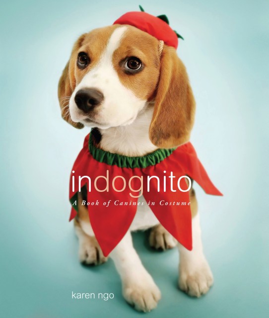 InDognito