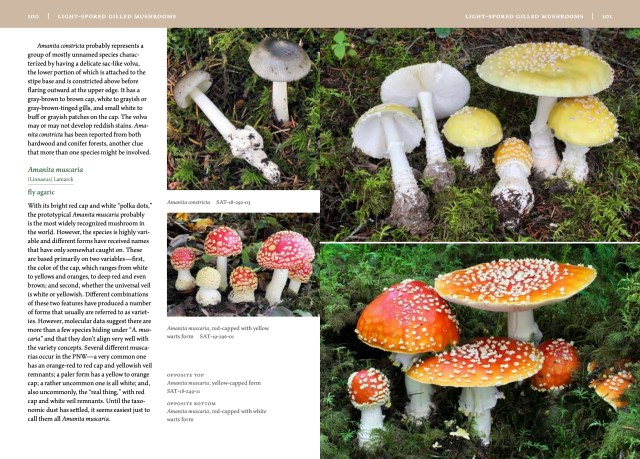 Mushrooms of the Pacific Northwest by Steve Trudell