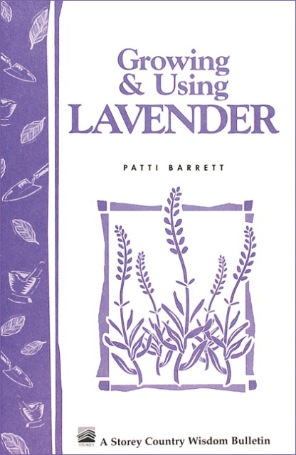 Growing & Using Lavender